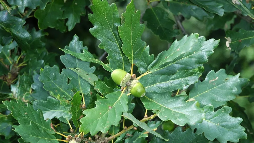 Дуб черешчатый Quercus Robur