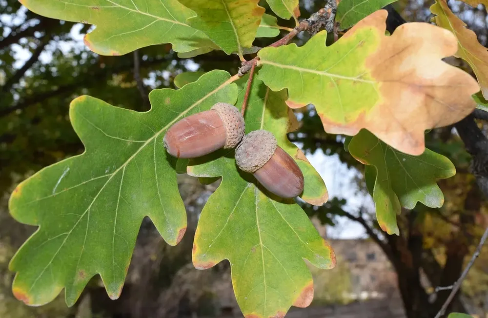 Дуб черешчатый Quercus Robur