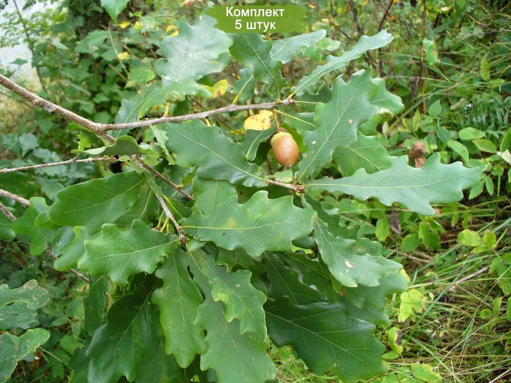 Дуб черешчатый Quercus Robur