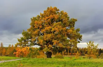 Дуб черешчатый Quercus Robur