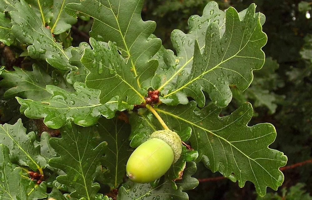 Дуб черешчатый Quercus Robur