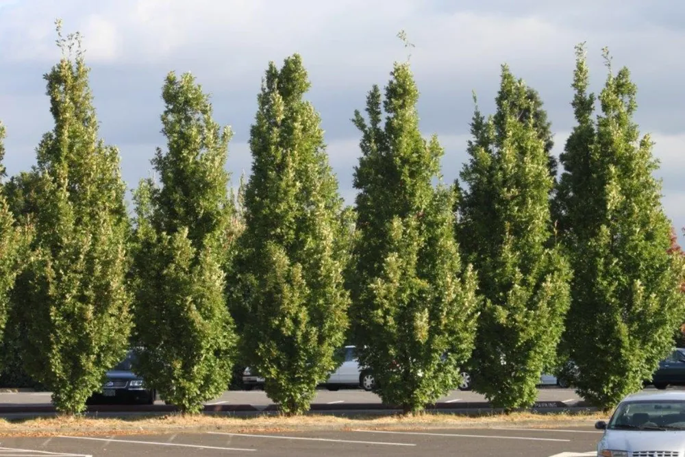 Дуб черешчатый Quercus Robur Fastigiata