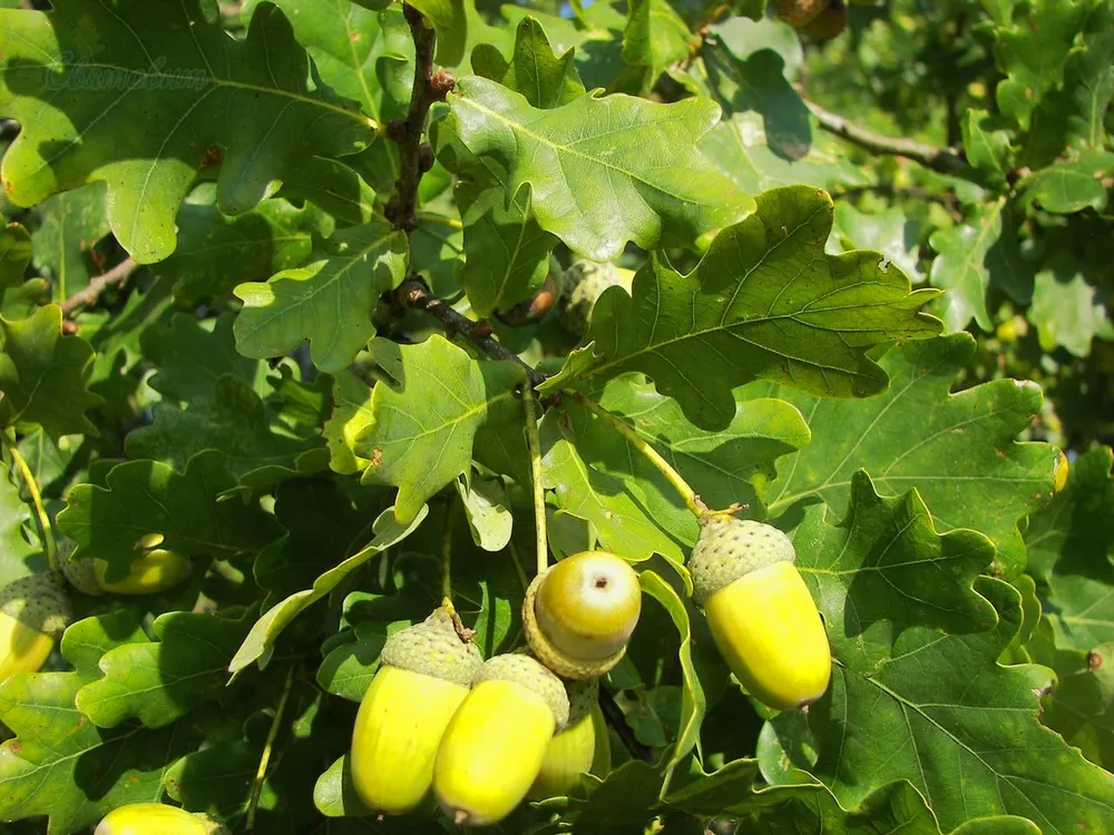 Дуб черешчатый Quercus Robur l.