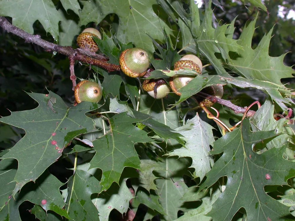 Дуб красный Quercus rubra