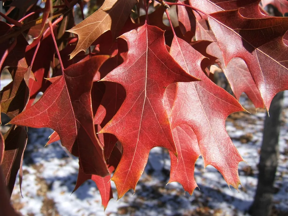 Дуб красный Quercus rubra