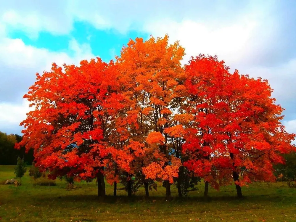 Дуб красный Quercus rubra