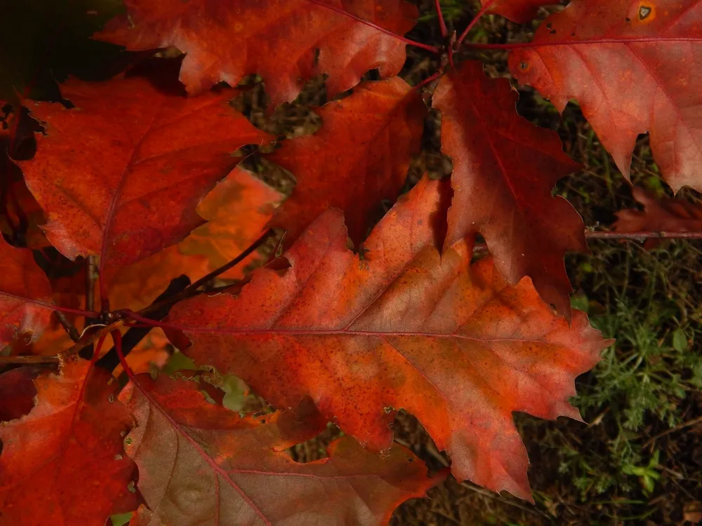 Дуб красный Quercus rubra