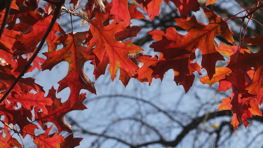 Дуб красный Quercus rubra