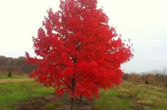 Дуб красный Quercus rubra