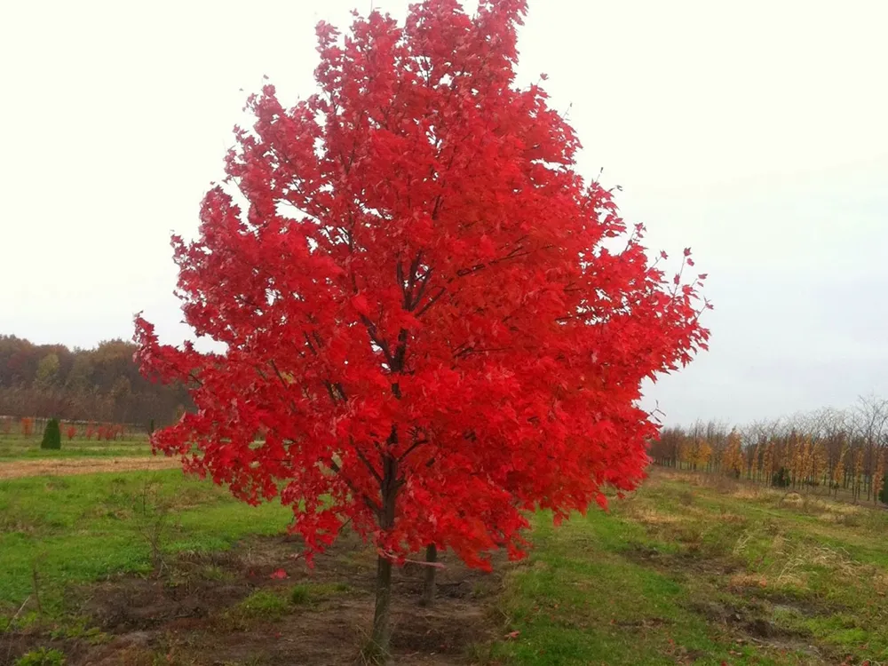 Дуб красный Quercus rubra