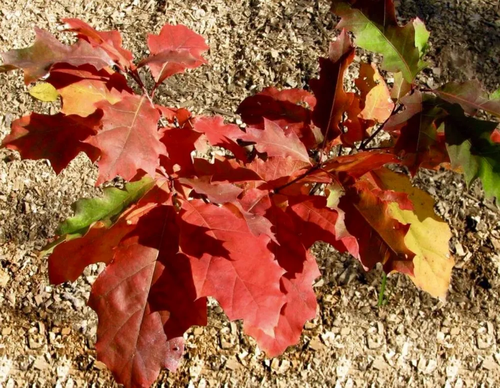 Дуб красный Quercus rubra