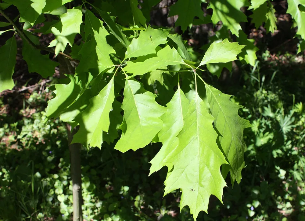 Дуб красный Quercus rubra