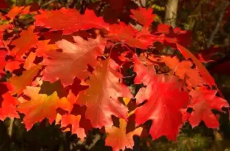 Дуб красный Северный Quercus rubra