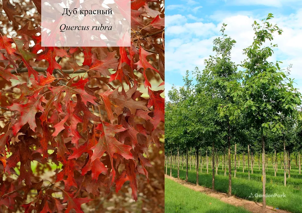 Дуб красный Северный Quercus rubra