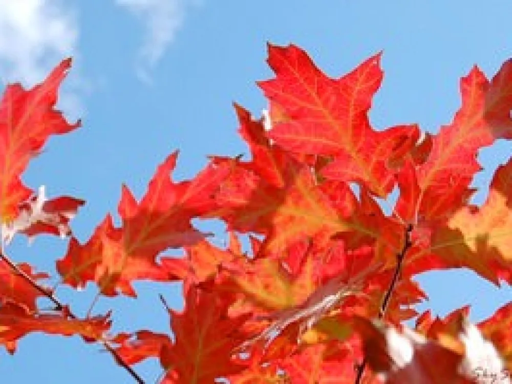 Дуб красный Северный Quercus rubra