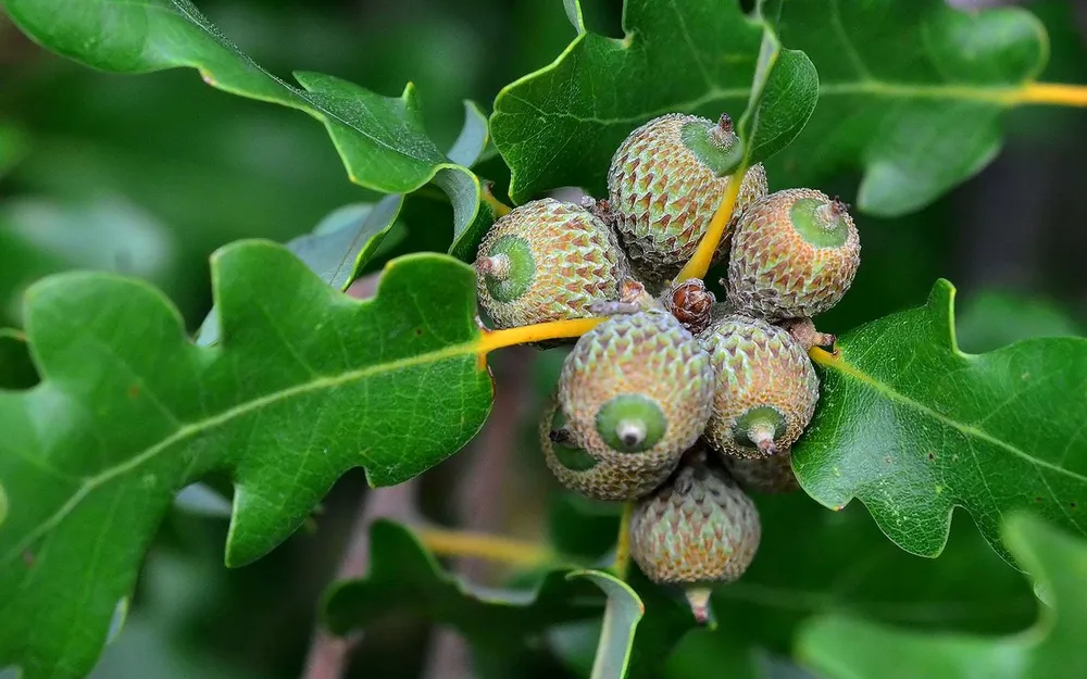 Дуб лузитанский Quercus lusitanica