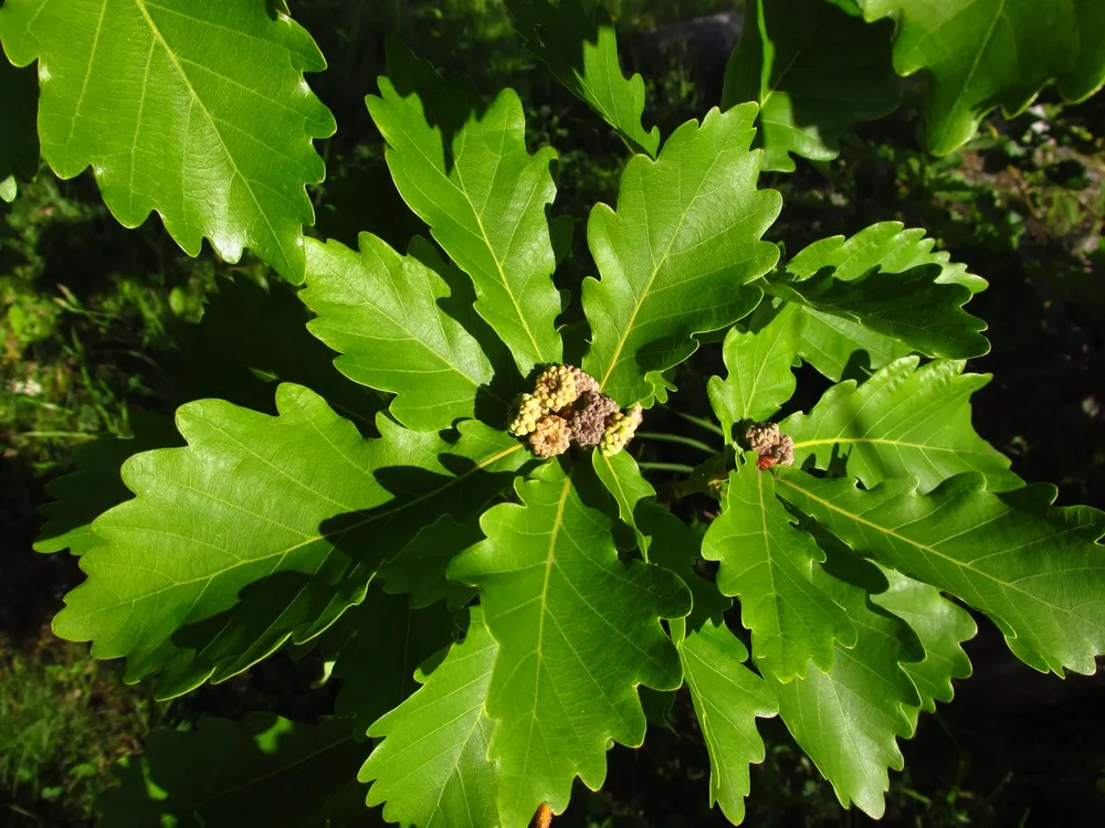 Дуб пильчатый Quercus serrata