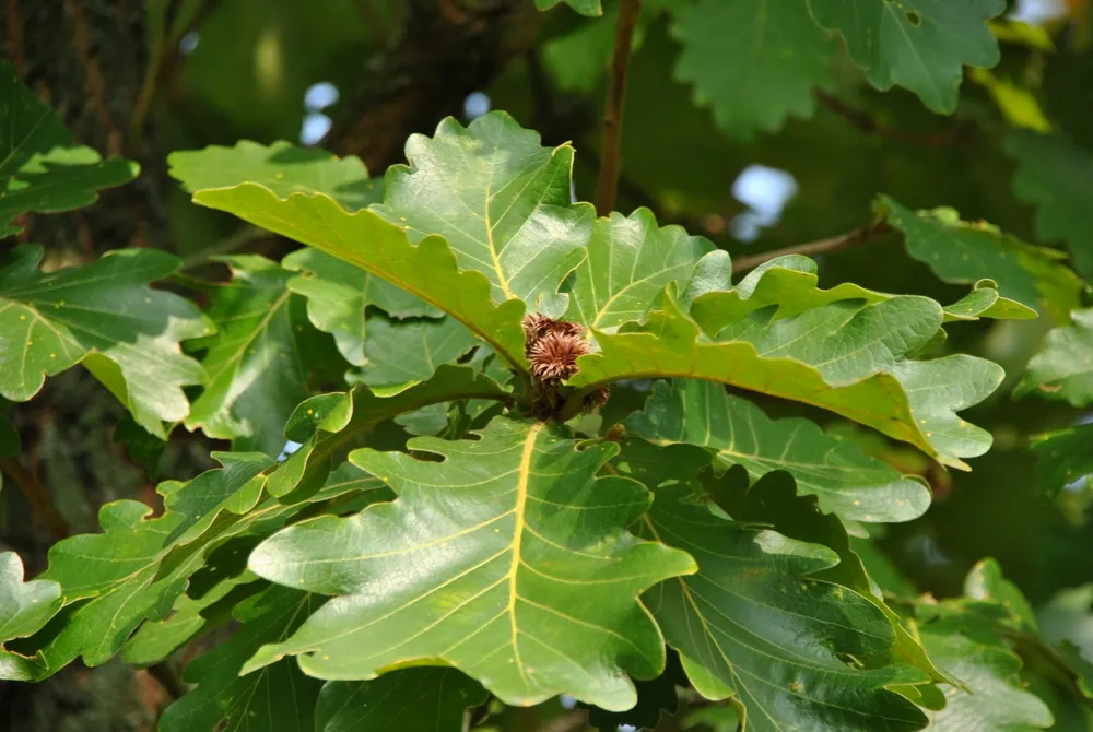 Дуб пильчатый Quercus serrata