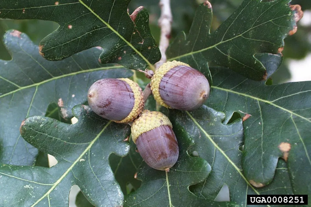 Дуб Quercus Alba