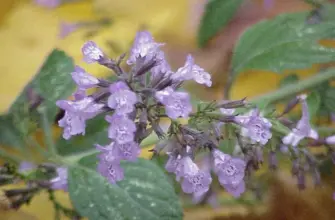 Душевик котовниковый Calamintha Nepeta