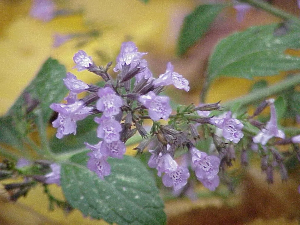 Душевик котовниковый Calamintha Nepeta