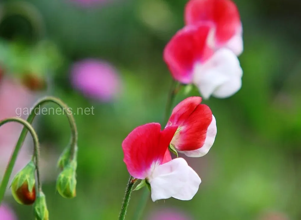 Душистый горошек Lathyrus odoratus