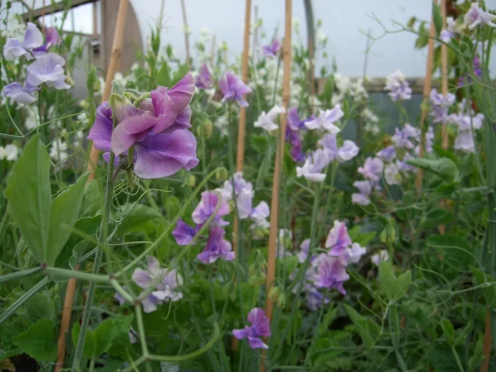 Душистый горошек Lathyrus odoratus