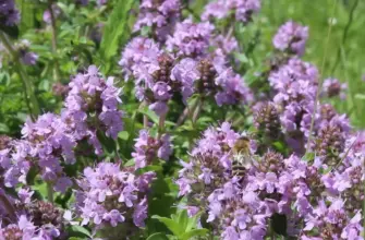 Душица обыкновенная Origanum vulgare