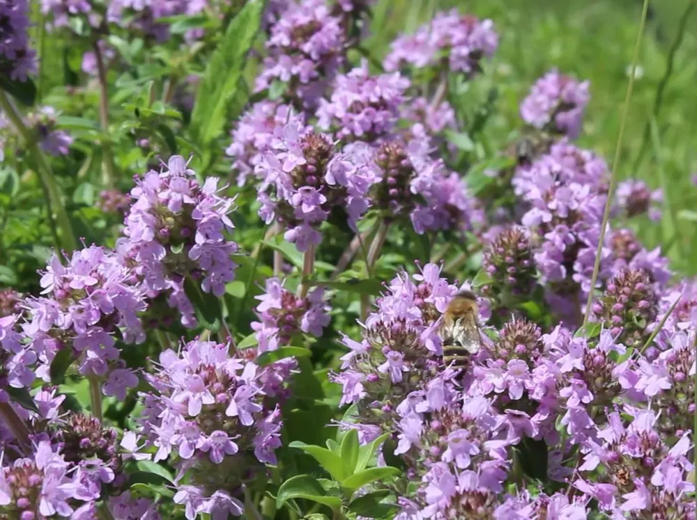 Душица обыкновенная Origanum vulgare