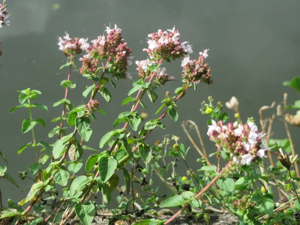 Душица обыкновенная Origanum vulgare