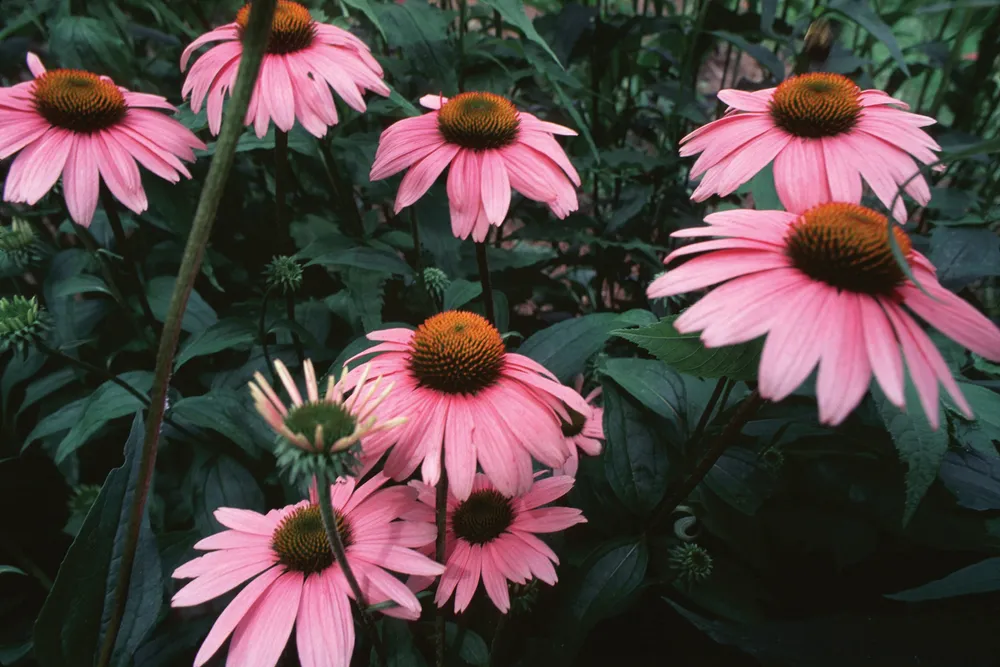 Echinacea angustifolia