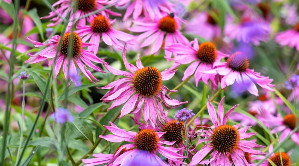 Echinacea paradoxa