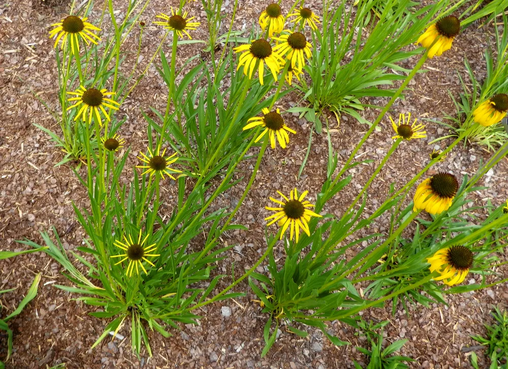 Echinacea paradoxa