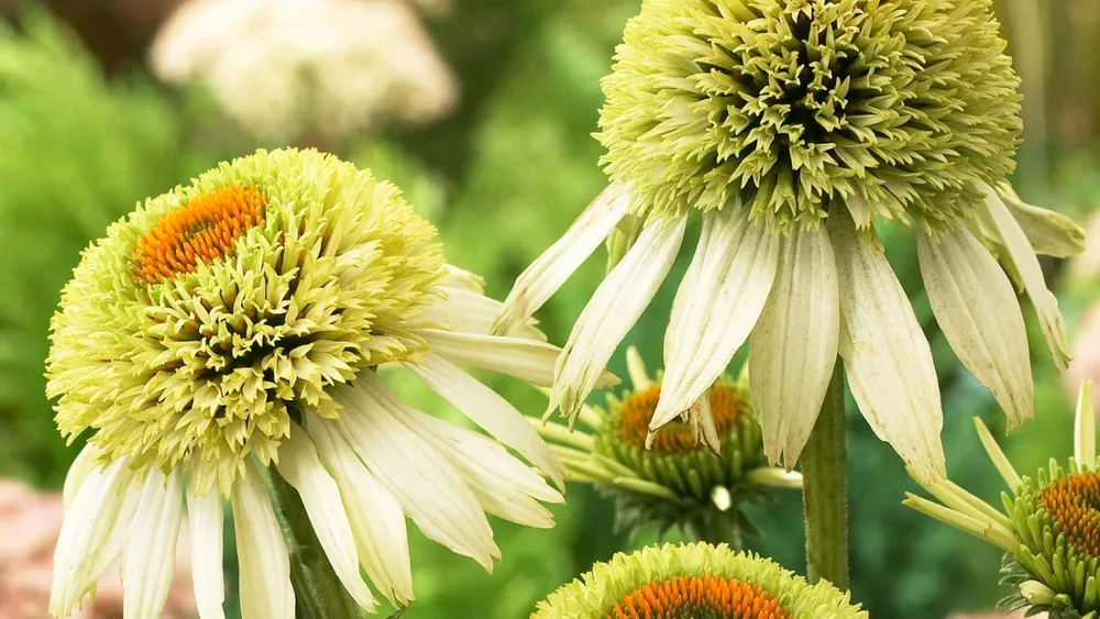 Echinacea purpurea Greenline