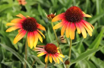 Echinacea purpurea Parrot