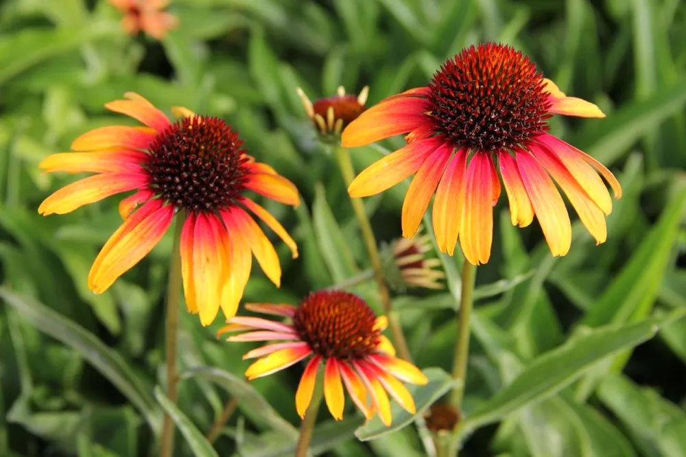 Echinacea purpurea Parrot