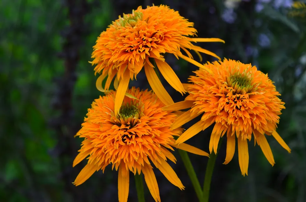 Echinacea Secret Glow