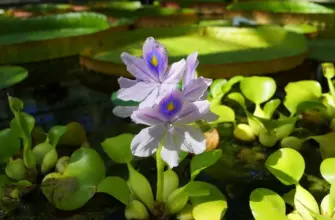 Эйхорния Водный гиацинт