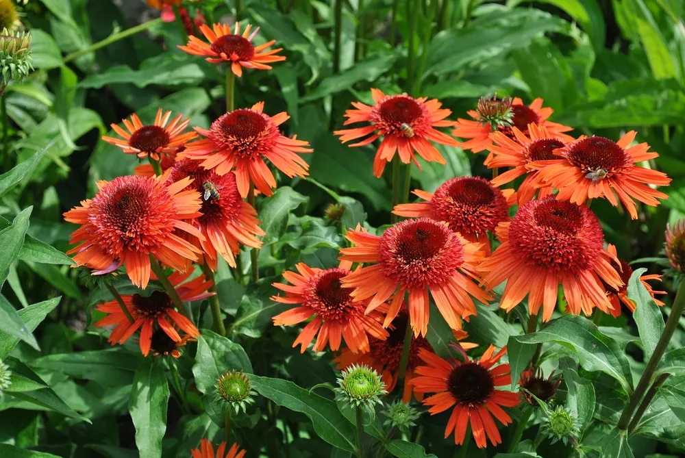 Эхинацея Echinacea Carrot Cake