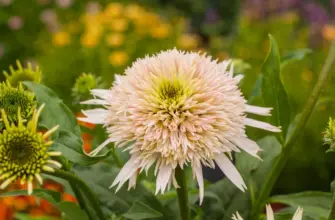 Эхинацея Echinacea Cherry fluff