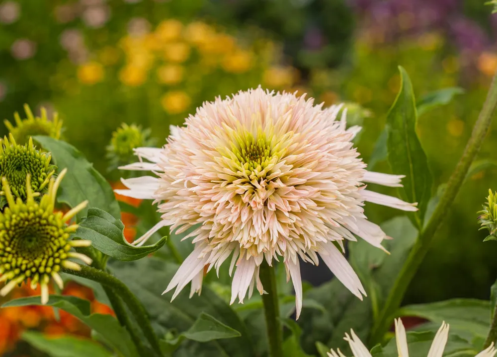 Эхинацея Echinacea Cherry fluff