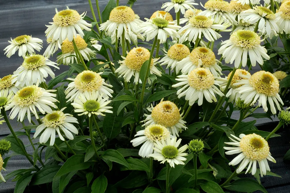 Эхинацея Echinacea Cherry fluff