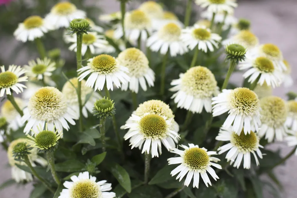 Эхинацея Echinacea delicious Nougat