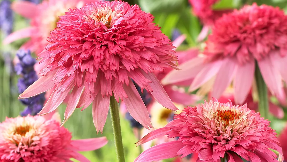 Эхинацея Echinacea Pink Double Delight