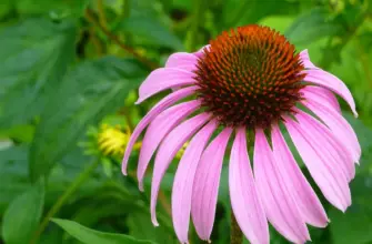 Эхинацея Echinacea Pink Tip