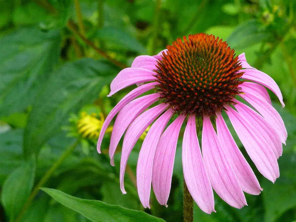 Эхинацея Echinacea Pink Tip