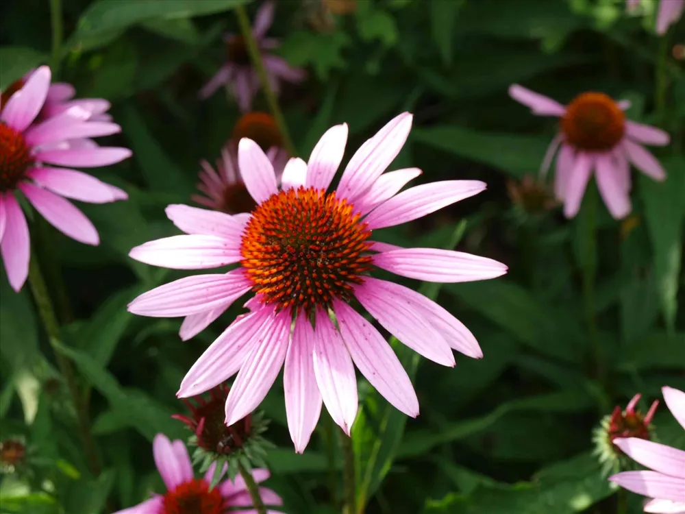 Эхинацея Echinacea purpurea Bravado