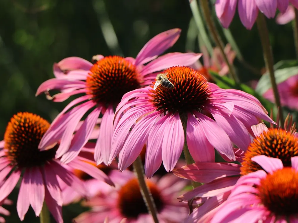 Эхинацея Echinacea purpurea Magnus