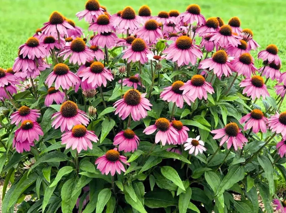 Эхинацея пурпурная Echinacea purpurea