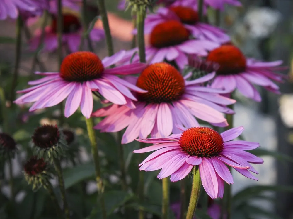 Эхинацея пурпурная Echinacea purpurea